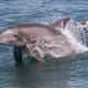 Virginia Beach Oceanfront Hotel | Boat Tours Dolphin Tour