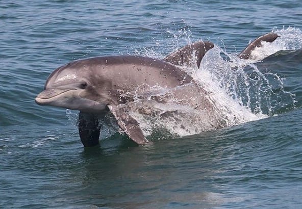 dolphin cruise virginia beach