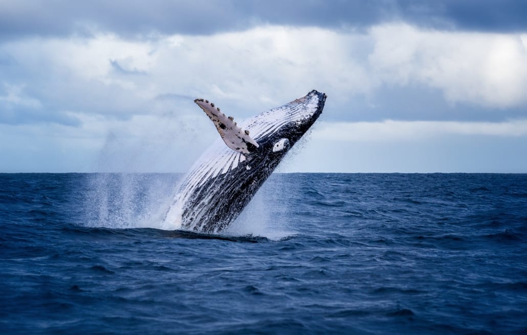 Whale Watching in Virginia Beach - Virginia Beach Oceanfront Hotel