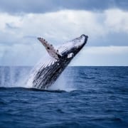 Whale Watching in Virginia Beach