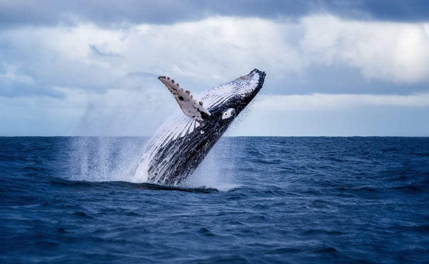 Whale Watching in Virginia Beach